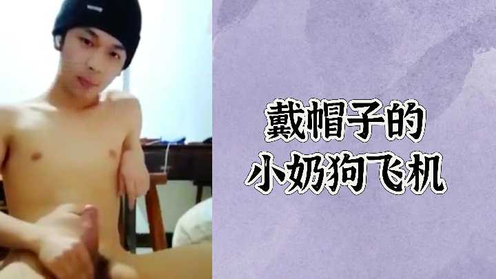 免费戴帽子的小奶狗飞机